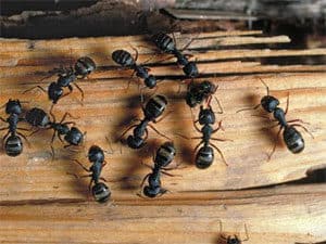 pest control Marlboro NJ- Carpenter Ant Control